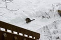 View of a pet tabby cat sitting on the ground of newly shoveled snow