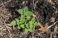 Young catnip (nepeta cataria) plant leaves Royalty Free Stock Photo