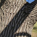 The image shows a close up of tree bark featuring deep textured grooves and Royalty Free Stock Photo