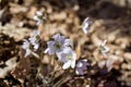 Close up view of attractive pink anemone wildflowers hepatica Royalty Free Stock Photo