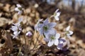 Close up view of attractive pink anemone wildflowers hepatica Royalty Free Stock Photo