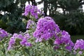 Close up view of attractive purple garden phlox flowers