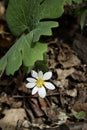 Close up view of an attractive white Bloodroot wildflower in its natural habitat