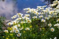 Close up view of bright daisies along a reflecting pond