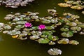 Close up view of pink water lilies in still water Royalty Free Stock Photo