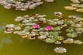 Close up view of pink water lilies in still water