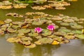 Close up view of pink water lilies in still water