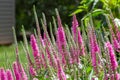 Pink spiked speedwell perennial flowers in a sunny garden