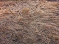 The image shows a close-up view of brown, dry grass or hay with intertwined strands