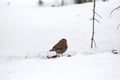 Close up view of a fox sparrow perched on snow covered ground Royalty Free Stock Photo