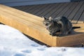 Tabby cat sitting on a deck bench surrounded with snow