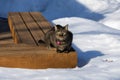 Tabby cat sitting on a deck bench surrounded with snow