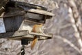 Close up view of a red squirrel perched on a rustic bird feeder Royalty Free Stock Photo