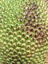 Close-up of jackfruit skin with hexagonal texture and green-brown ripening surface Royalty Free Stock Photo