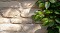 A close-up view of a light beige brick wall with a green vine growing on it. Royalty Free Stock Photo