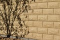 Beige stone wall texture with tree shadows Royalty Free Stock Photo