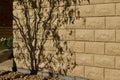 Beige stone wall texture with tree shadows Royalty Free Stock Photo
