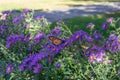 Monarch butterfly on purple aster flowers Royalty Free Stock Photo