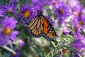 Monarch butterfly on purple aster flowers Royalty Free Stock Photo