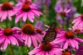 Monarch butterfly on a purple coneflower in a sunny garden Royalty Free Stock Photo