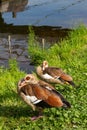 Egyptian geese along a riverside in Germany