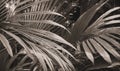 A close-up shot of palm leaves, taken during the day, shows the intricate details of the foliage Royalty Free Stock Photo