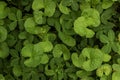 ground and green leaves natural background Royalty Free Stock Photo