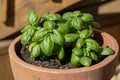 Potted young basil herb plant in sunlight