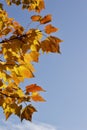 Close up view of red maple tree acer rubrum leaves showing autumn color Royalty Free Stock Photo