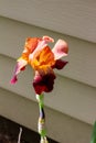 Crimson red bearded iris flower Royalty Free Stock Photo