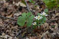 White bloodroot wildflowers in a woodland setting Royalty Free Stock Photo