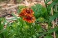 Close up view of a trio of beautiful gaillardia flowers in bloom