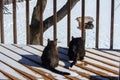 Two gray tabby cats on a deck stalking a squirrel at a bird feeder Royalty Free Stock Photo