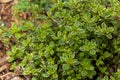 Close-up view of a variegated lemon thyme herb plant