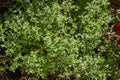 Close-up view of a variegated lemon thyme herb plant