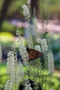 Monarch butterfly feeding on black cohosh flowers