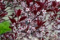 Abstract view of attractive white blossoms on a purple leaf sand cherry bush Royalty Free Stock Photo