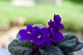 Close up view of a purple flowering potted African violets plant