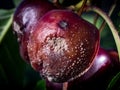 Infected cherry fruit covered with fruit rot fungus Royalty Free Stock Photo