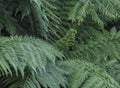 Royal Botanic Gardens, Kew - fern leaves. Royalty Free Stock Photo