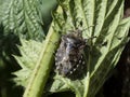 Closeup of mottled shieldbug - Rhaphigaster nebulosa