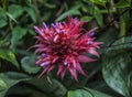 Royal Botanic Gardens, Kew, London -  pink and violet flowers. Royalty Free Stock Photo