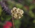 Royal Botanic Gardens, Kew, London - flowers. Royalty Free Stock Photo