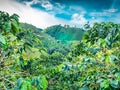 Coffee Plantation in Jerico Colombia Royalty Free Stock Photo