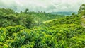 Coffee Plantation in Jerico, Colombia Royalty Free Stock Photo