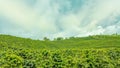 Coffee Plantation in Jerico, Colombia Royalty Free Stock Photo