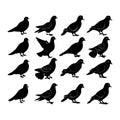 Collection of Pigeon Birds Vector Silhouettes Artwork in a White Background Royalty Free Stock Photo