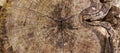 This image shows a cross-section of a tree trunk that has been cut. Royalty Free Stock Photo