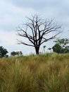 old dead tree in a field of tall grass Royalty Free Stock Photo