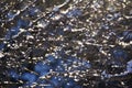 Defocused abstract view of snow and ice covered tree branches on a sunny day, with bokeh Royalty Free Stock Photo
